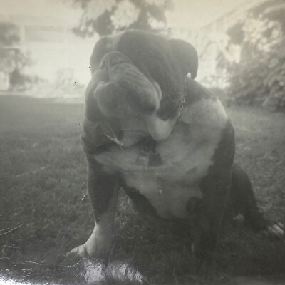 (AnA) FOUND Photo Photograph Early Polaroid English Bull Dog Artistic Cut Edges
