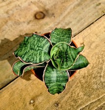 Sansevieria Kirkii Silver Blue
