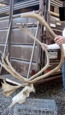 Caribou Skull and Antlers Horns Mount Taxidermy Man Cave Rack Cabin LOCAL PICKUP