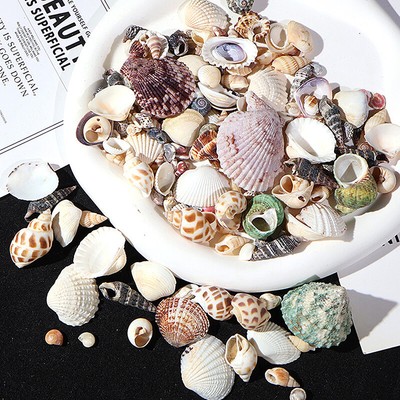 1 Pack Natural Shell Conch Aquarium Landscape Tiny Sea Shell Beach Decoration
