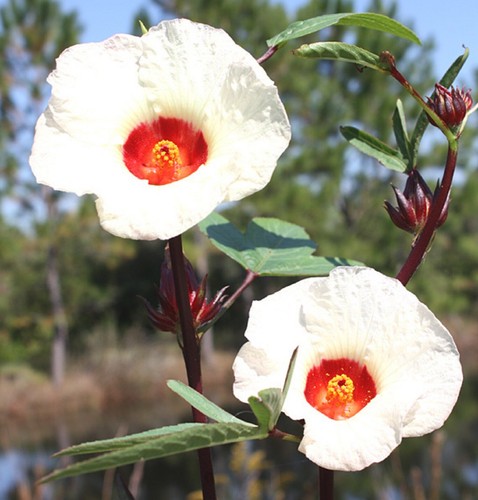Semillas Roselle - Hibiscus sabdariffa - Acedera Jamaicana Roja Hierba de Arándano Florida - Imagen 4 de 8