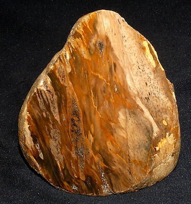 Versteinertes Holz Myrte, Bandon, Oregon, 634,8g 111x97x61mm Ofen Kamin Deko