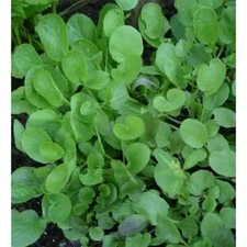 2000++  Upland Cress Seeds Early Cress Creasy Greens Xà Lách Son , 2025 Season