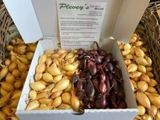 Box of 100 - Yellow & Red over wintering onion sets - 2026 Stock