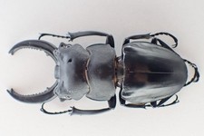 MA2857. Unmounted insect: Odontolabis sp. Sabah, Malaysia   73mm A-