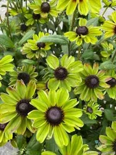 200+ Enchanted Forest Rudbeckia Seeds for Garden Planting - USA - FREE SHIPPING!