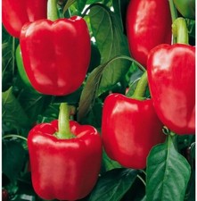 🌶️ 6x Sweet Pepper Red California Wonder plug plants. MID MARCH