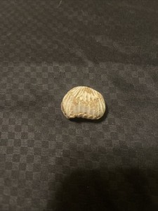 Cool Shell Stone/fossil/rock