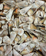 Seashells, Drilled Gorgeous Craft Shells for Craft and Beads Jewellery, 20 SH16