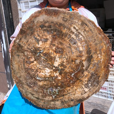 20.4KG Huge Natural Fossil wood Slice Stone Specimen Quartz Crystal Healing 1984