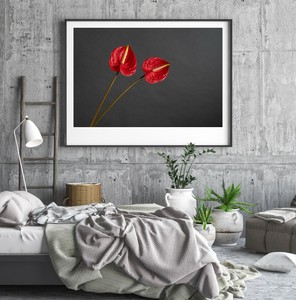discounts price sale Red Anthurium Flower， Limited Edition