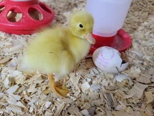 6 Fertile Jumbo Pekin Duck Fresh Hatching Eggs, Free Range, All Natural