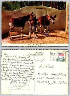 Continental Okapis San Diego Zoo Postcard