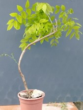 Bonsai di Glicine 67x30cm In Vaso Pianta Sottile Da Interno Esterno Curva ⭐ 🍀 