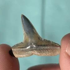 GOLDEN BEACH LEMON SHARK TOOTH VENICE FL .95”