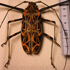 Acrocinus Longimanus M&auml;nnchen 74 mm