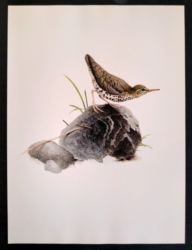 J F Lansdowne Birds Spotted Sandpiper Vintage Art Print Book Plate 24 - Picture 3 of 3