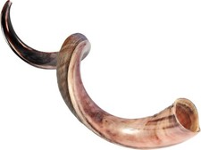 Jumbo Yemenite Shofar 39''- 42'' Authentic Kosher Yemenite Shofar
