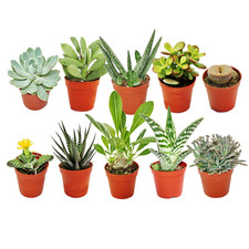 10 X MIXED SUCCULENT CACTUS HOUSE + GARDENERS DREAM PLANT CARE GUIDE