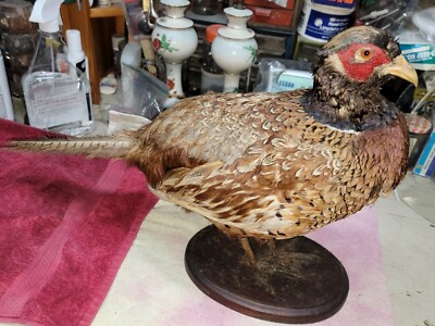 Female Hen Ringneck Pheasant Hen Taxidermy Mounted Plack/ Beautiful   Colors 