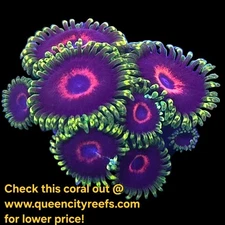 WYSIWYG WWC Purple Heart Ring Zoanthids Soft CORAL - Live Coral