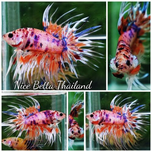 Betta Fish - CT Emerald Candy Nemo - Par Nice Betta Thaïlande - Photo 1/4