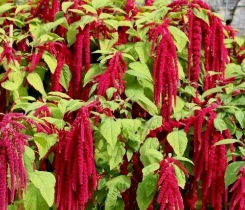 Amaranth Packet 4 Varieties - Amarant - 300+ seeds - Semillas - Graines - V 112 - Picture 3 of 5