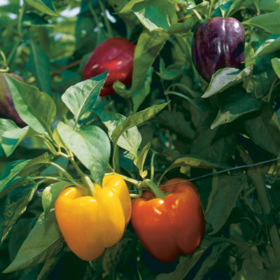 #ad Rainbow Bell Pepper Seeds Capsicum anuum NON GMO Variety Sizes FREE SHIPPING $5.95