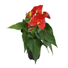 4" Red Anthurium Live Plant Decor, Live House Plants, Anthuriums Live Plants ...