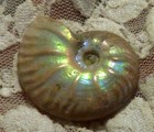 40mm Iridescent AMMONITE FOSSIL 100 MYO Madagascar OLD STOCK 86.5 carats — photo 4