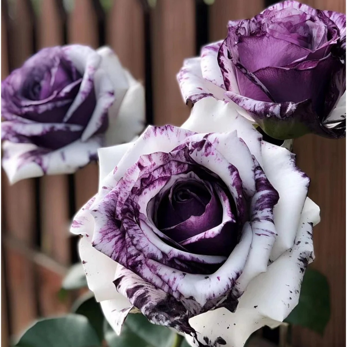 20pcs Rare Purple and White Twin Rose Seeds - Captivating Garden