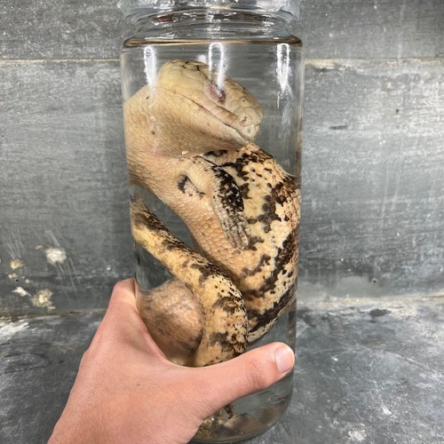 Spécimen humide de reptile préservé dans de l’alcool, cabinet de curiosités XXL - Picture 5 of 10