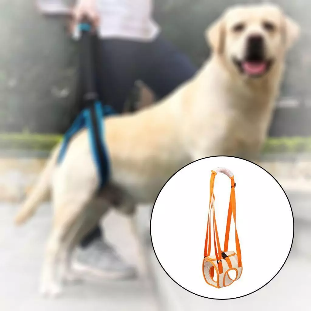 Lift harness for dogs back outlet legs