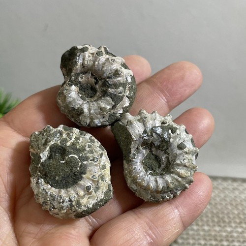 3 Stück 52g seltene natürliche grob polierte weiße Muschel Fossil Ammonit