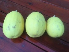 20 seeds Spaghetti Winter Squash NON GMO Organic Heirloom gift