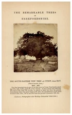 England, Tree "The Remarkable Trees of Herefordshire. The South-Eastern Yew 