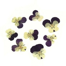 12 Pressed Dried Flat Flowers Purple Yellow Viola Pansy Card Scrapbooking Art