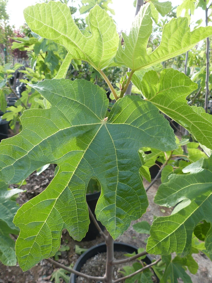 Semillas de higuera - Arbusto de fruta dulce Ficus carica, vendedor de EE. UU. familia Mai Foto 4 de 4
