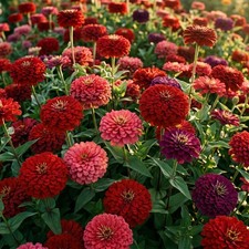 Zinnia GIGANTICA BORDEAUX Bouquet Mix Romantic Huge Double Blooms 50
