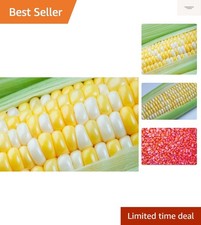 Peaches and Cream Sweet Corn Seeds 250 Seeds