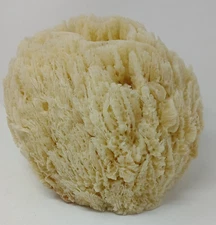 Natural Florida Sea Sponge 7 1/4" high x Approx 9" Wide