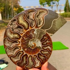392G Rare! Natural tentacle ammonite crystal  specimen mineral treatment A212