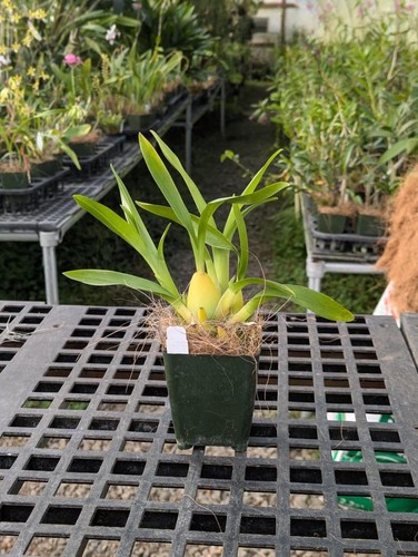 Blooming Size Miltonia Hybrid Orchid Plant! New Cross w/ Lots Of Variability! - Picture 4 of 4