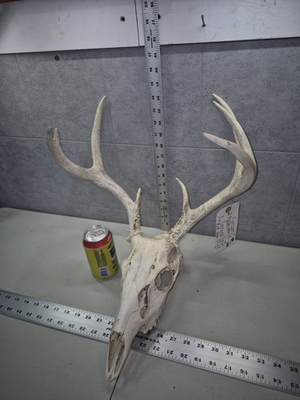 #ad Wild 8 Point Whitetail Deer Antler Horn Skull European Mount Man Cave 99 4quot; Buck $119.00