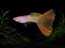 1 TRIO  Live Aquarium Guppy Fish High Quality - Metal Yellow Lace - USA SELLER