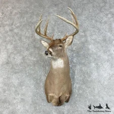 #25732 E+ | Whitetail Deer Taxidermy Shoulder Mount For Sale