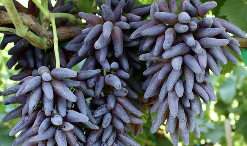 Black grapes 50 PCS fresh seeds, Black Finger Grape seeds organic - Picture 5 of 6