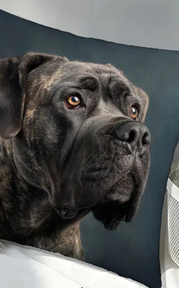 Funda de almohada decorativa Cane Corso Italiano Mastín Perro Retrato Foto 2 de 4