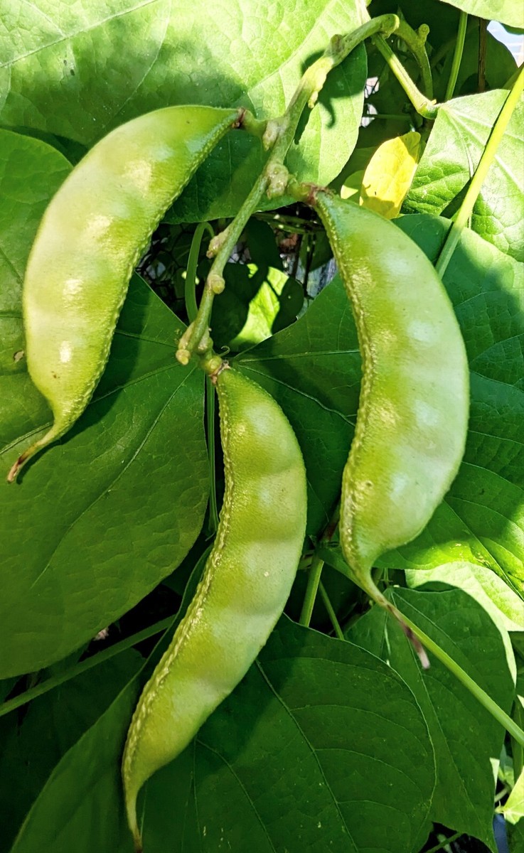5 Hyacinth Bean - Akhana Fujimame SEEDS - HEIRLOOM - ASIAN GARDEN
