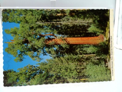 California Sequoia National Park Postcard Old Vtg Card General Sherman Tree 